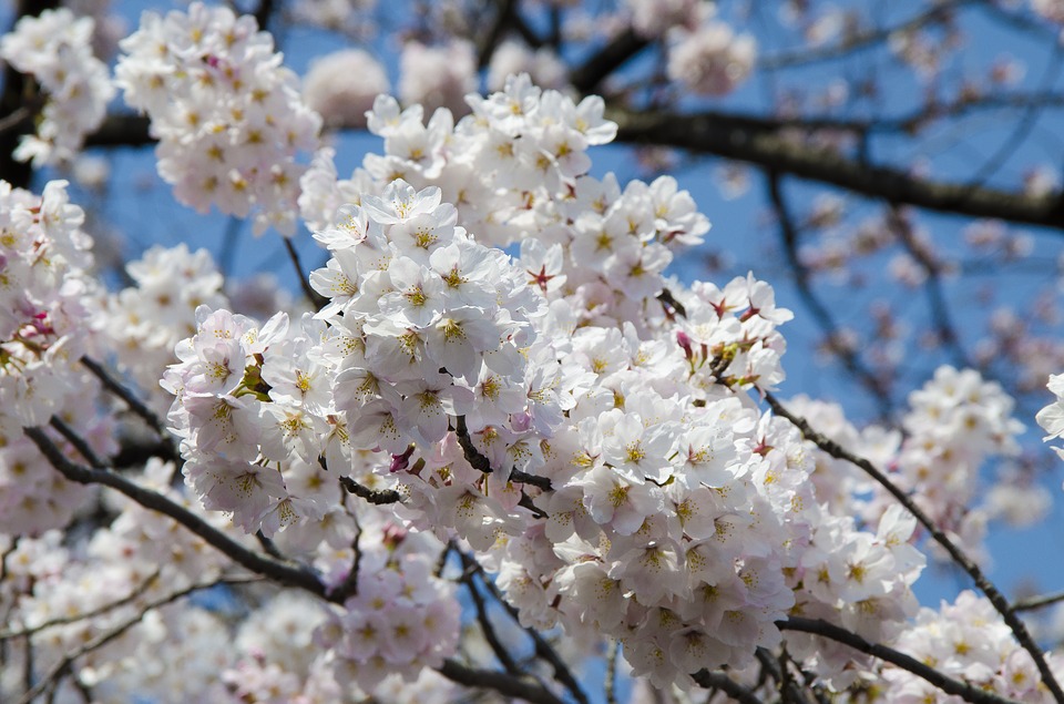 Hanami